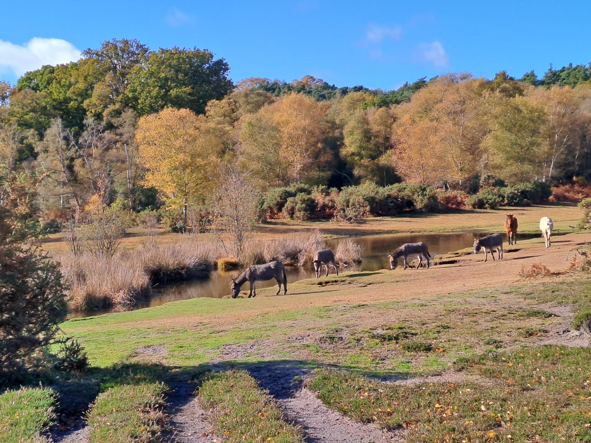 Half Moon Common walk